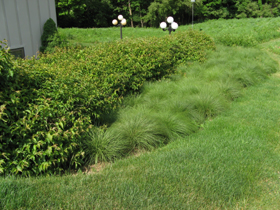 prairie dropseed 2